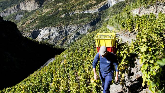 Forscher suchen im Wallis nach Methoden für Weinbau im Klimawandel
