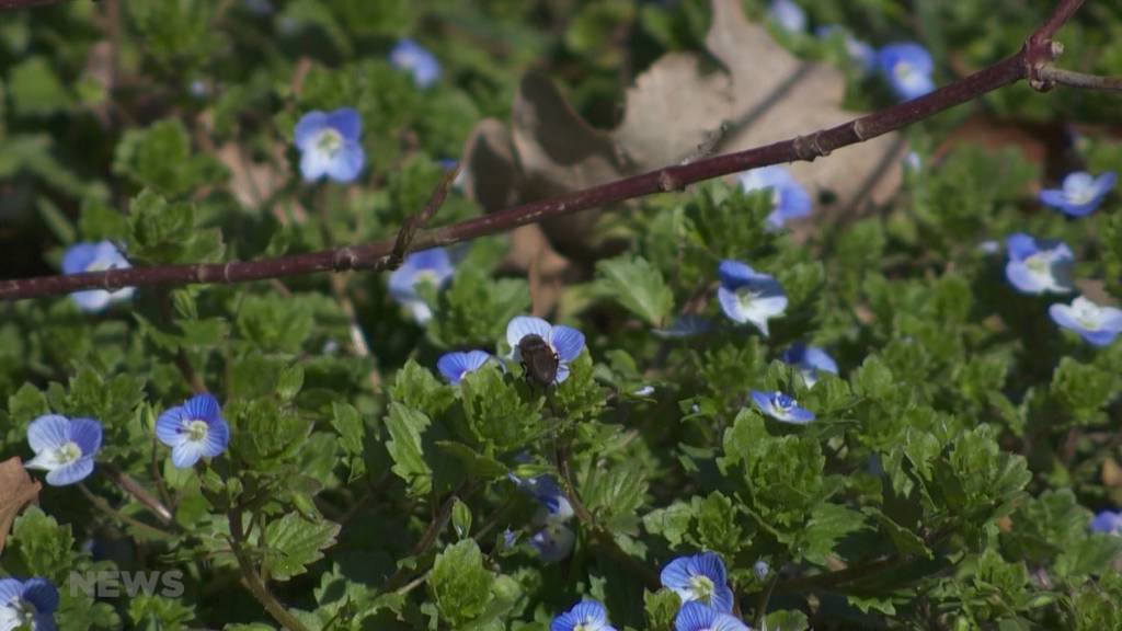 Die Frühlingsgefühle sind da: BernerInnen geniessen das Wetter und vergessen Corona-Sorgen