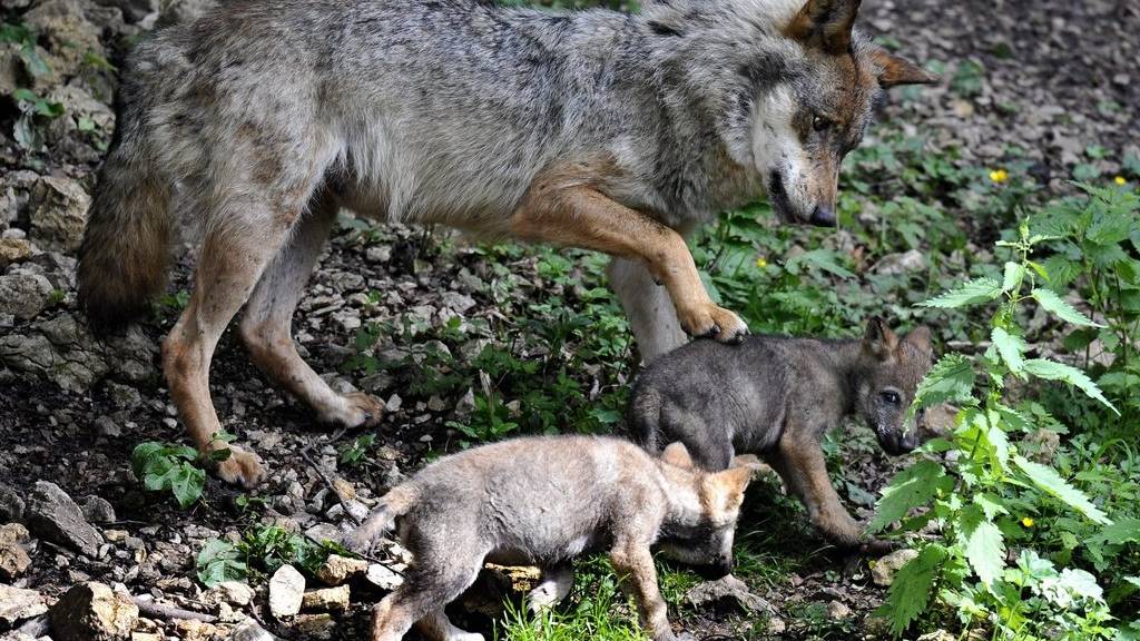 Gibt es in Graubünden ein viertes Wolfsrudel? (Symbolbild)