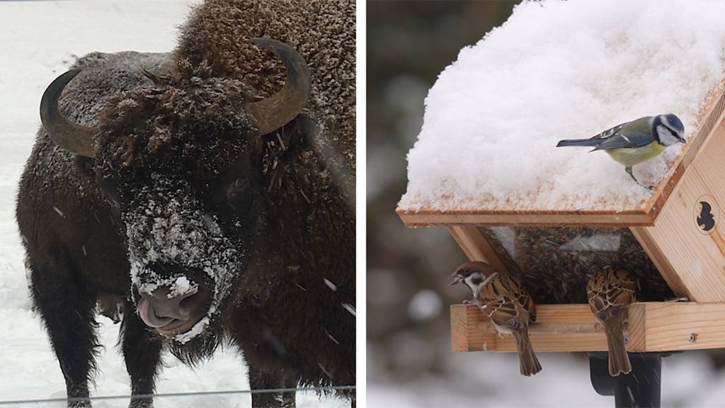 Wiederansiedlungsprojekt Wisent / Vogelfütterung im Winter