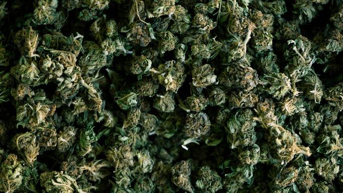 Tessiner Polizei beschlagnahmt 40 Kilo Marihuana