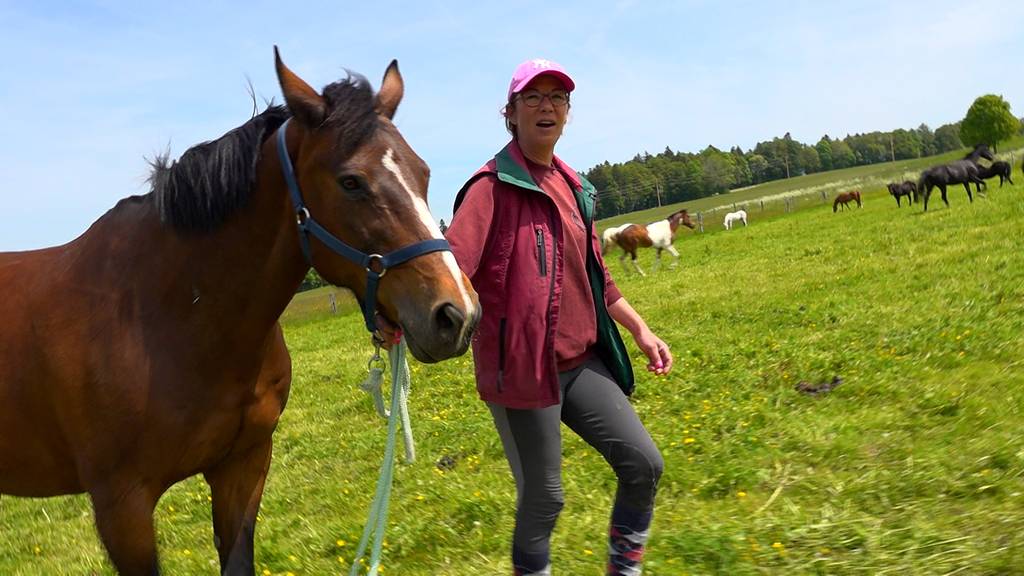Weite Weiden und viele Artgenossen: Altersheim für Pferde im Jura 