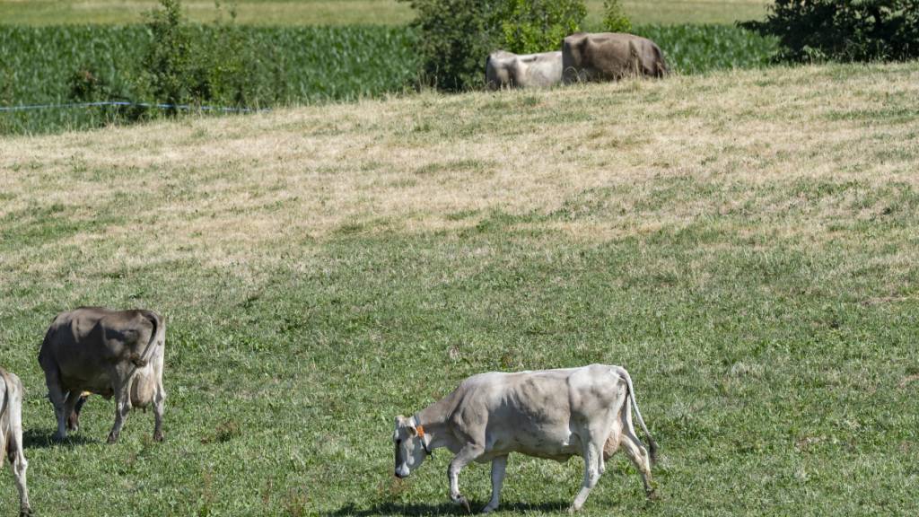 Die Trockenheit macht der Bündner Landwirtschaft zu schaffen. (Symbolbild)