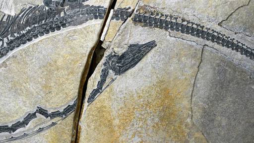 Forschungsteam untersucht ältesten Reptilien-Magen der Welt