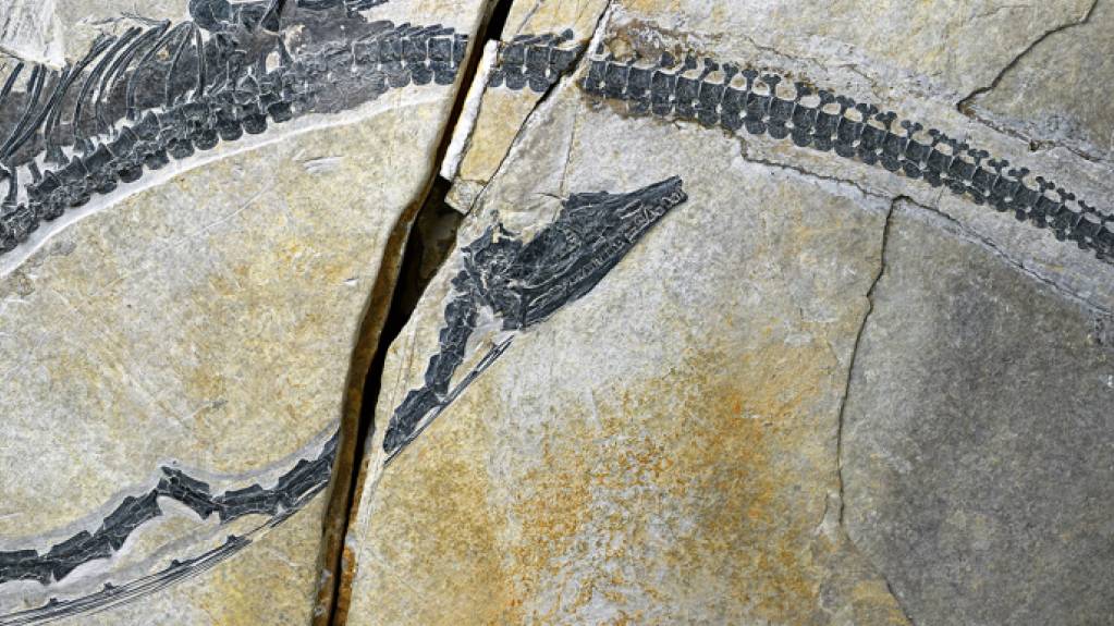 In diesem Fossil der Art «Austronaga minuta» wurde der älteste bisher bekannte Magen gefunden.