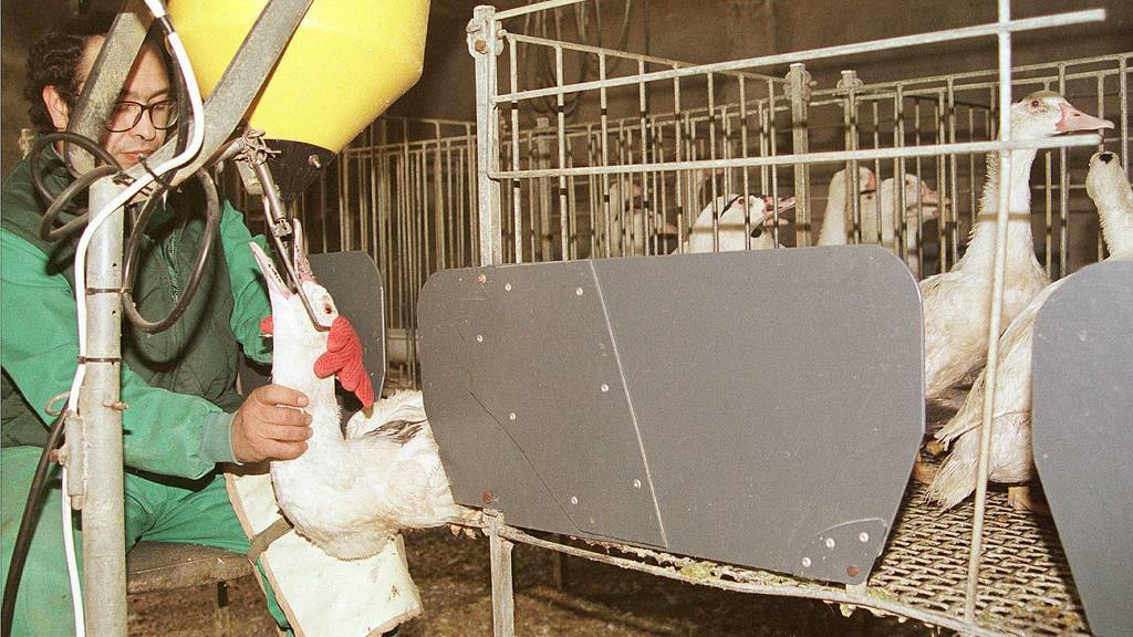 Die Stopfleber sorgt seit Jahren in der Schweiz für Kontroversen. Im Bild: Eine Gänsefarm in Spanien.