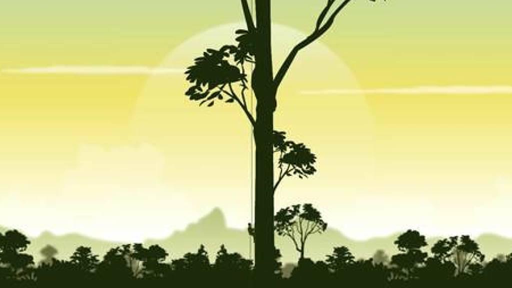 Standbild einer Animation der Entdeckung des 89,5 Meter hohen Baumes. Um ihn zu vermessen, machte sich ein professioneller Kletterer mit Massband auf den Weg in die Krone.