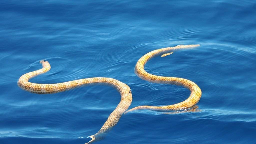 Zwei Exemplare der als ausgestorben gegoltenen Seeschlangen.