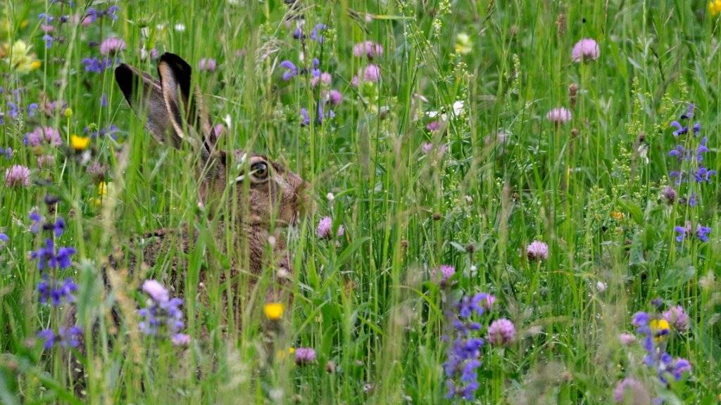 Der Feldhase findet im Mittelland immer seltener Lebensraum. Die Art steht auf der Roten Liste der gefährdeten Säugetiere der Schweiz.