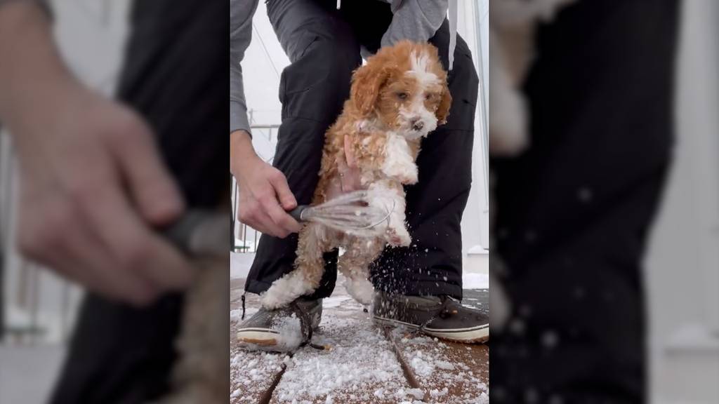 So kommt dein Hund schneefrei zurück ins Haus