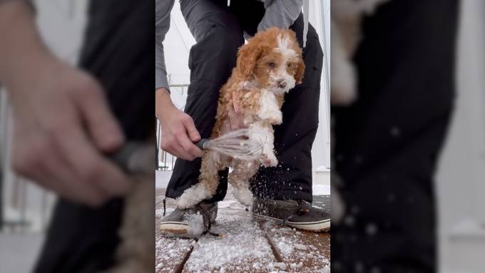 So kommt dein Hund schneefrei zurück ins Haus