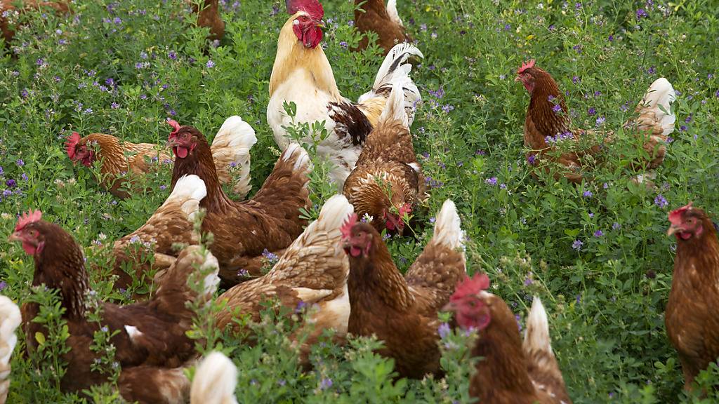 Die Kantone können weiterhin lokale Schutzmassnahmen gegen die Vogelgrippe für Hausgeflügel anordnen, wenn dies nötig ist. (Themenbild)