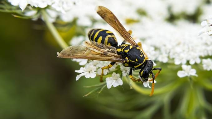 10 Tipps gegen lästige Wespen