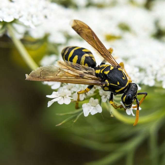 10 Tipps gegen lästige Wespen