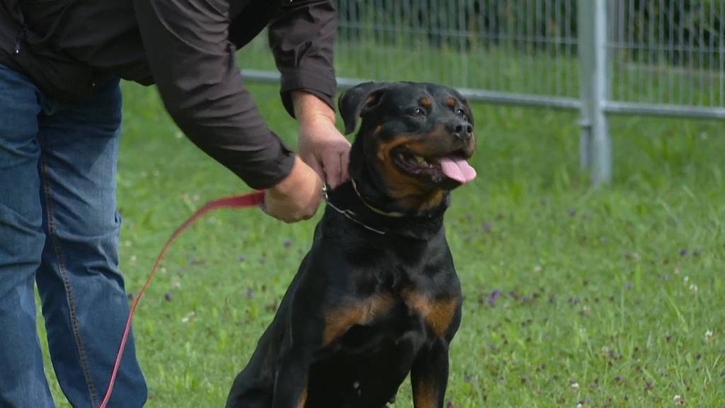 So läuft der obligatorische Wesenstest für Zürcher Rottweiler ab
