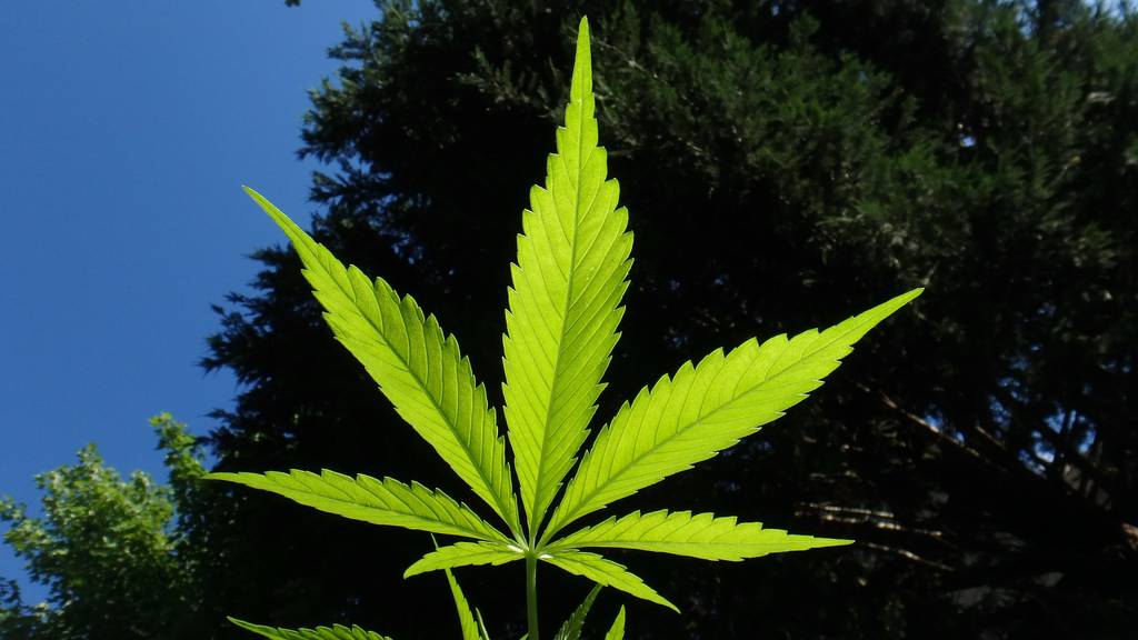Wieso es in Othmarsingen nach Marihuana stinkt... 