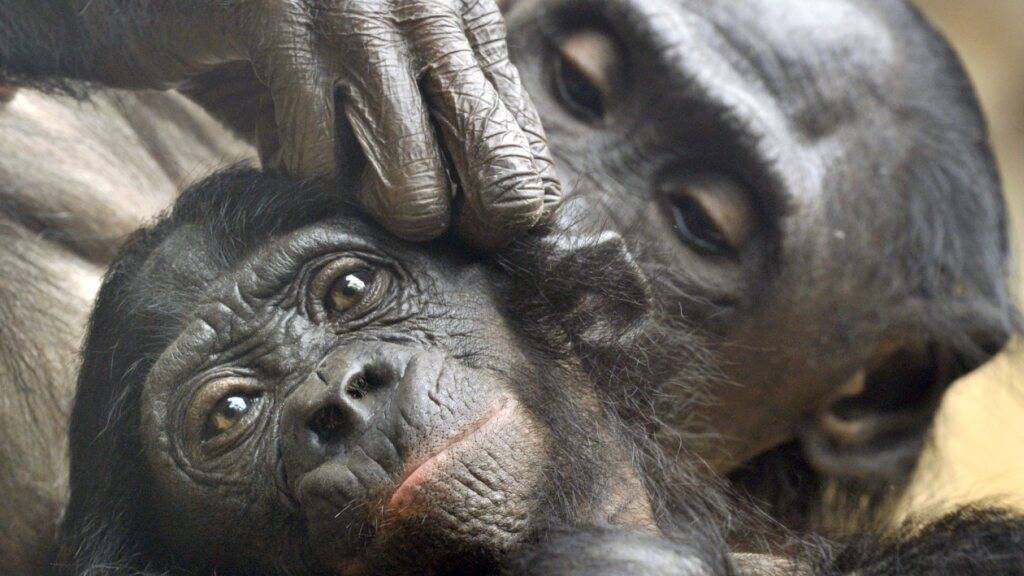 Zwei Bonobos bei der Fellpflege: Wie Menschen begrüssen und verabschieden sich die Affen, wenn sie einer gemeinsamen Tätigkeit nachgehen. (Archivbild)