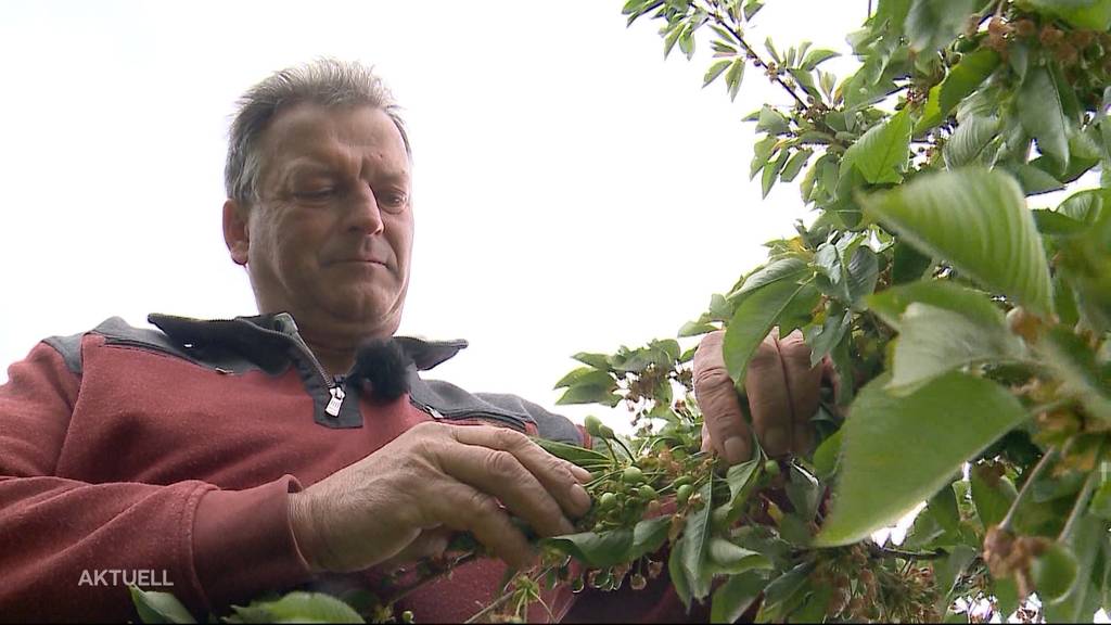 Wintereinbruch bereitet vor allem Obstbauern Sorgen