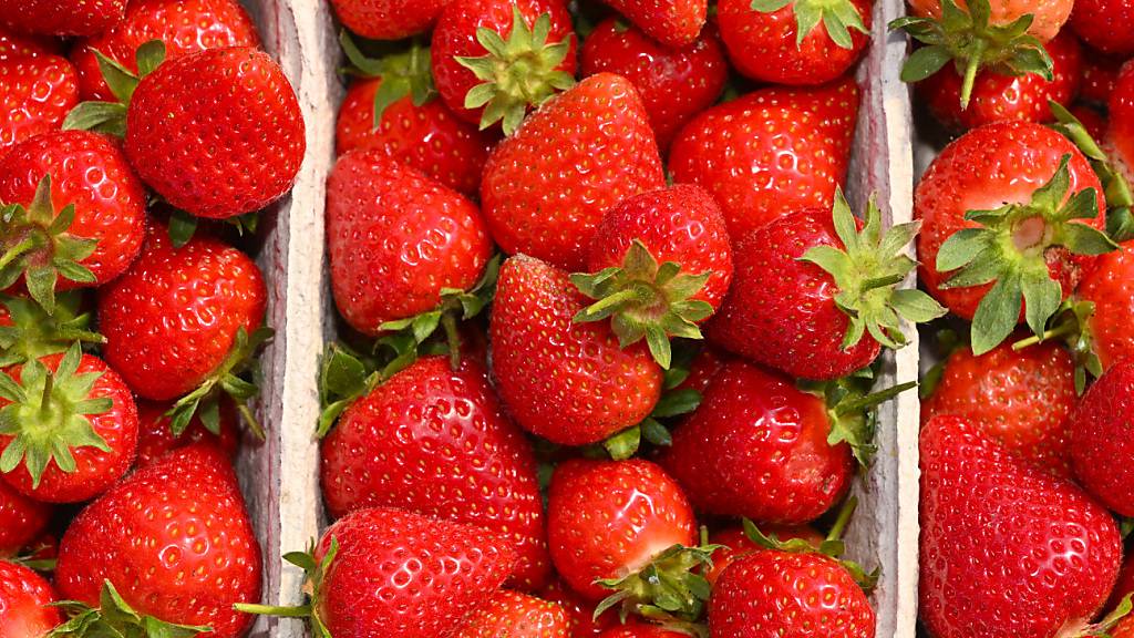 Unter dem nassen Wetter dieses Jahr haben viele gelitten, besonders die Erdbeeren. (Archivbild)