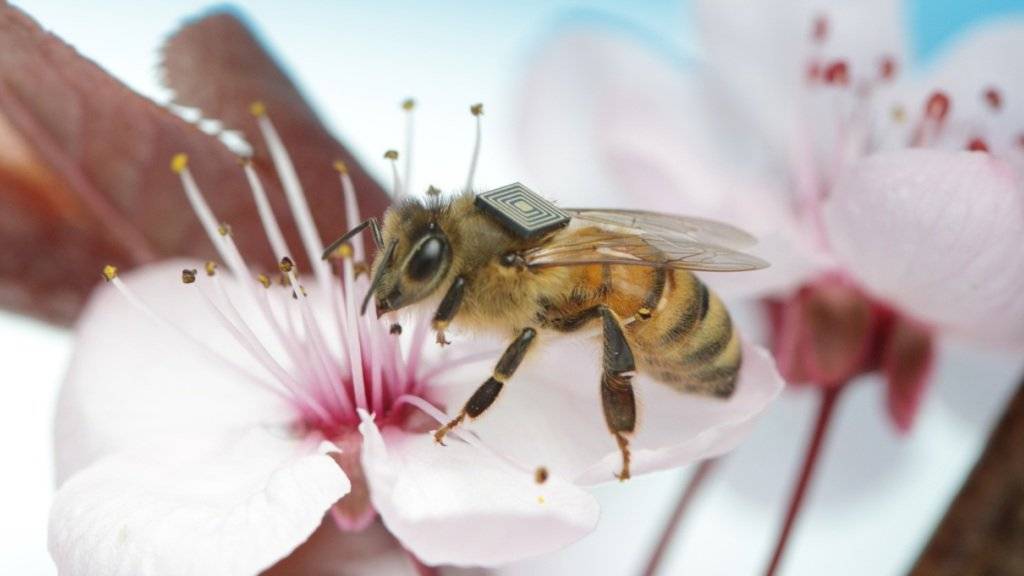 Mit Hilfe von Mikrochips verfolgen Forscher den Alltag von Bienen - um das Rätsel des Bienensterbens zu lösen. (Foto: Handout)