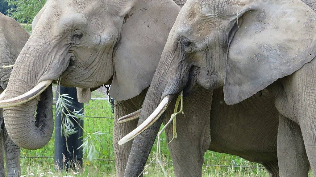 Mal dicker mal dünner: Zürcher Forscher sind einem «Jojo-Effekt» bei Zoo-Elefanten auf die Schliche gekommen.