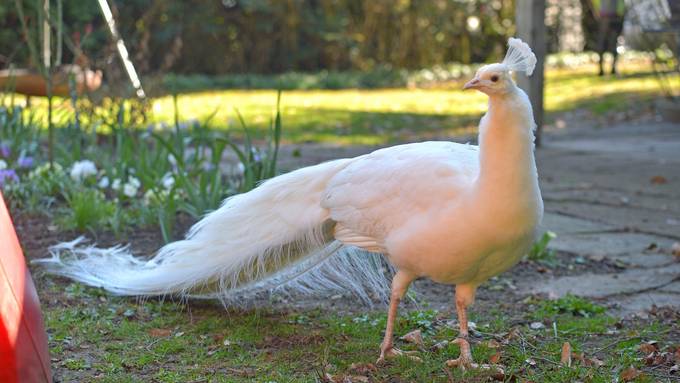 Weinfelder Pfau kam unter den Zug