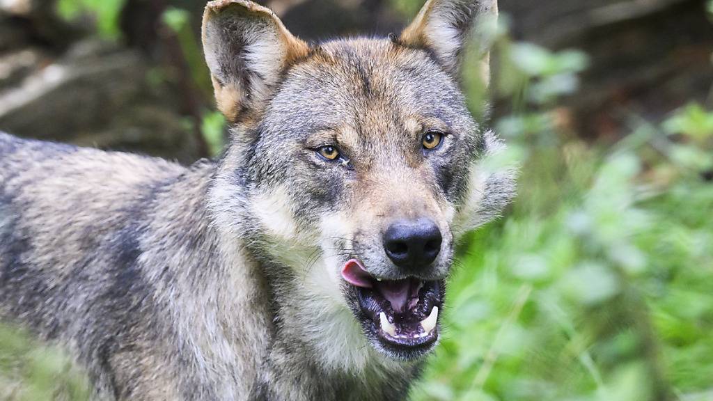 Ein Wolf riss auf der Schwägalp im Kanton Appenzell Ausserrhoden zwei Ziegen. (Symbolbild)