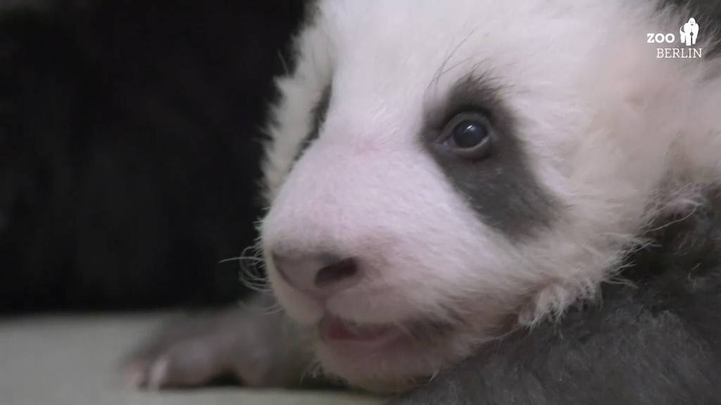 Die Gehversuche der Baby-Panda-Zwillinge