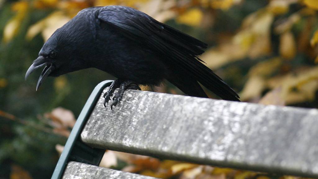 Zürcher Stadtratsmitglieder sollen Vogel-Paten werden