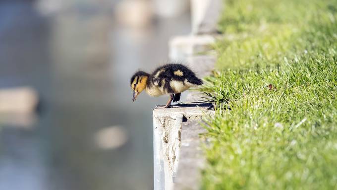 «Ein Entli wird noch vermisst»