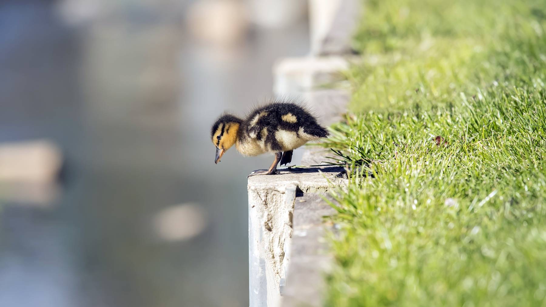 Zwischen Haag und Buchs wurde eine Enten-Familie gerettet. Ein Küken fehlt aber noch.