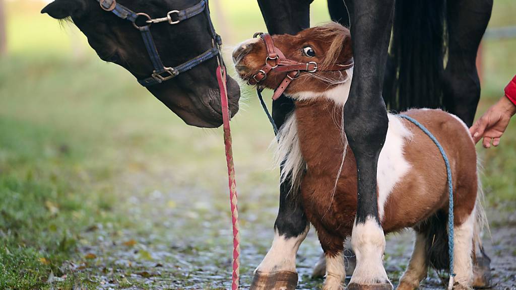 Pumuckel aus dem Sauerland – das wohl kleinste Pferd der Welt