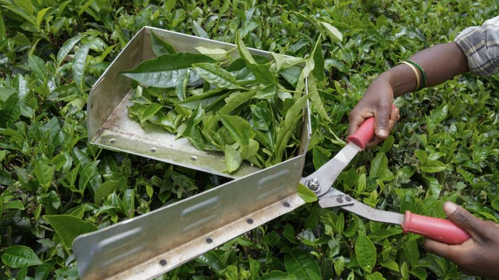 Einbussen bei der Teeernte in Indien: Im Hügelland von Darjeeling wurden mehr als 950 Hektar durch Überschwemmungen verwüstet. (Symbolbild)