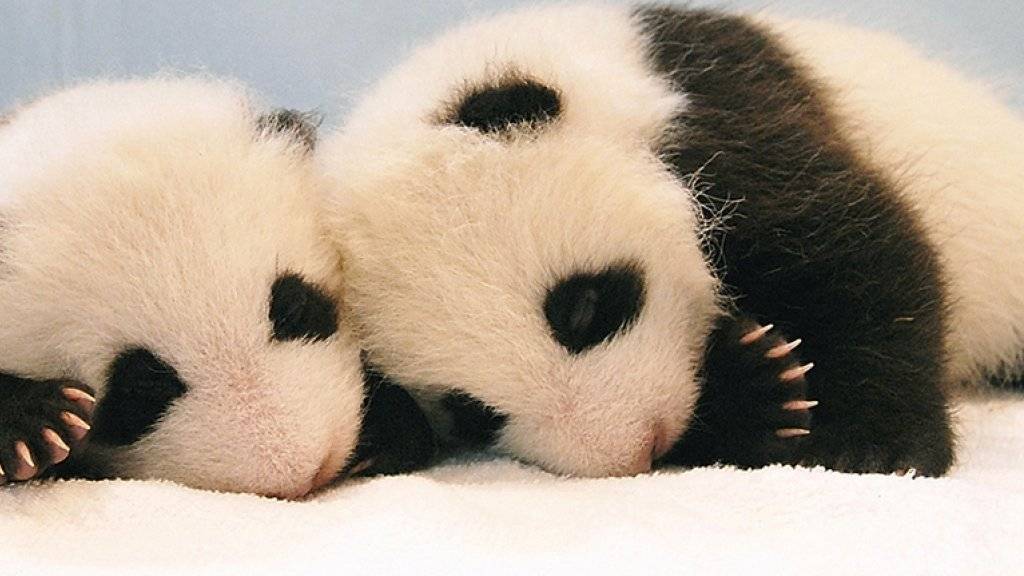 Panda-Nachwuchs kommt in Gefangenschaft nur sehr selten vor. Umso mehr freut sich das Forschungszentrum im chinesischen Chengdu über die neugeborenen Panda-Zwillinge. (Symbolbild)
