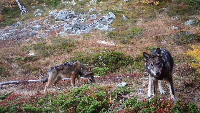 Wolfsrudel reisst Jungrind auf Alp im Bündner Oberland