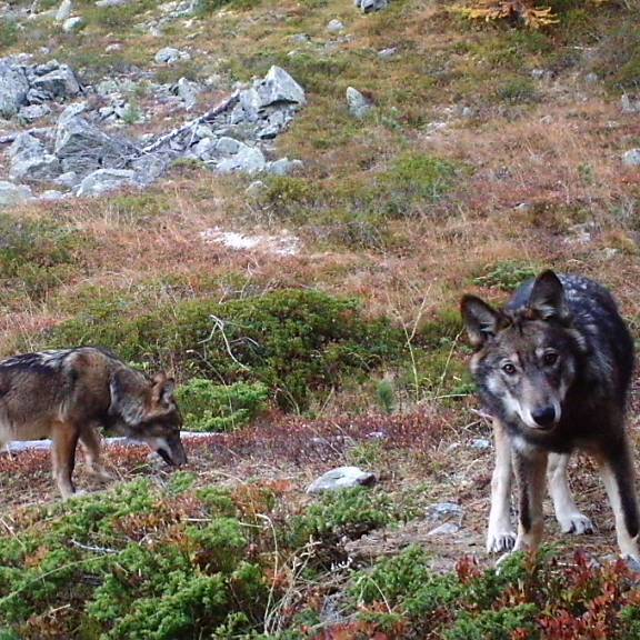 Wolfsrudel reisst Jungrind auf Alp im Bündner Oberland