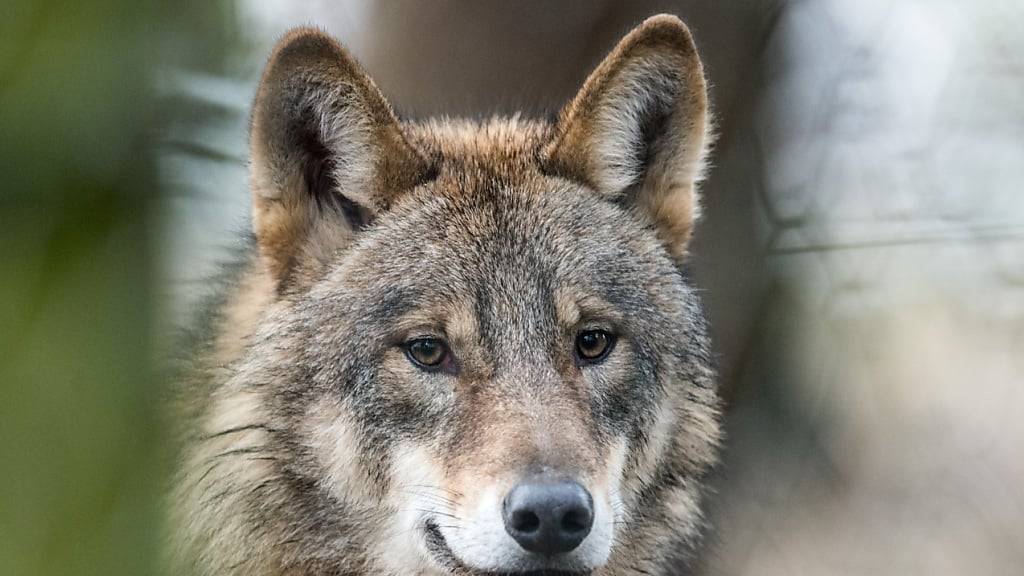 Im Kanton Wallis darf vorerst nur eines von vier zum Abschuss beantragten Wolfsrudeln eliminiert werden. (Archivbild)