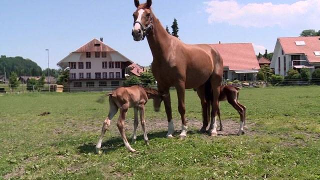 Zwillingsfohlen auf Hans Grunders Hof