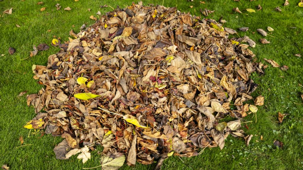 Herbstlaub ist in Winterthur kein «Entsorgungsgut» mehr. Die Stadt will die Blätter künftig teilweise liegenlassen. Das soll das Bodenleben bereichern. (Symbolbild)