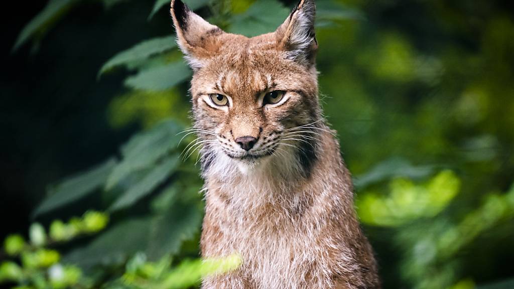 Luchs im Muotatal SZ nach Schafsrissen abgeschossen