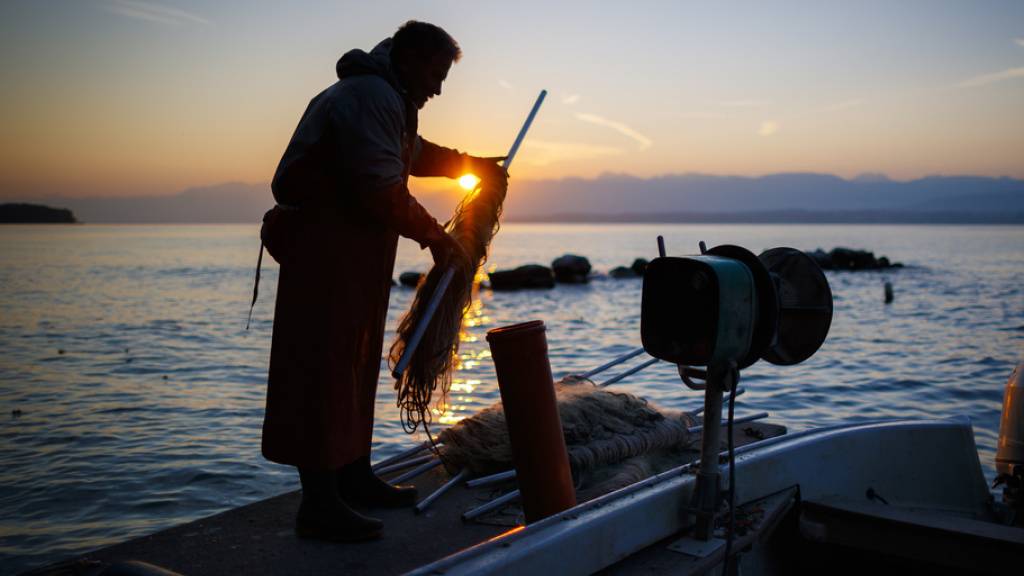 Die Fischereierträge im Genfersee sind 2020 zum ersten Mal nach sechs Jahren wieder leicht gestiegen. (Archivbild)