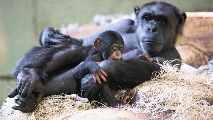 Das Schimpansenbaby ist zurück