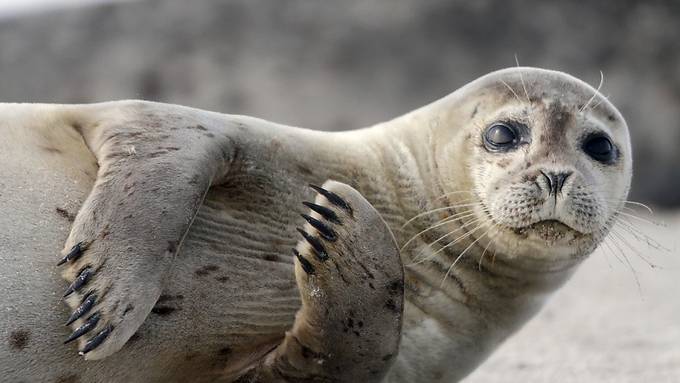 Rekord bei Robbennachwuchs auf Helgoland - 317 Jungtiere