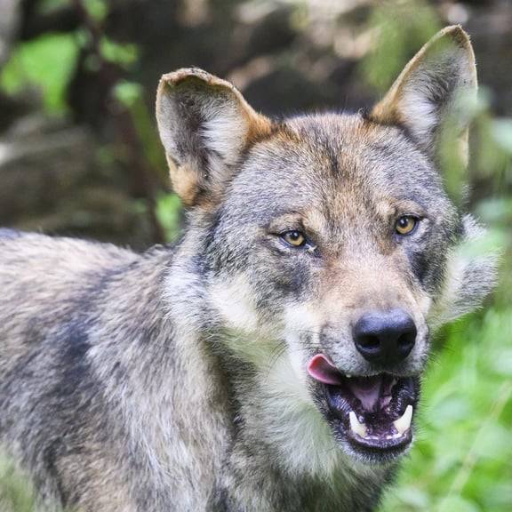 Tierschützer geben Problemwolf von Flums Rückendeckung