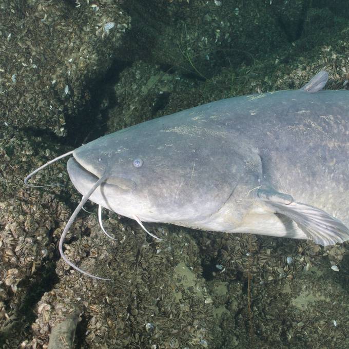 Immer mehr Welse und ein Verdacht – frisst der Raubfisch im Hallwilersee auch kleine Schwäne?