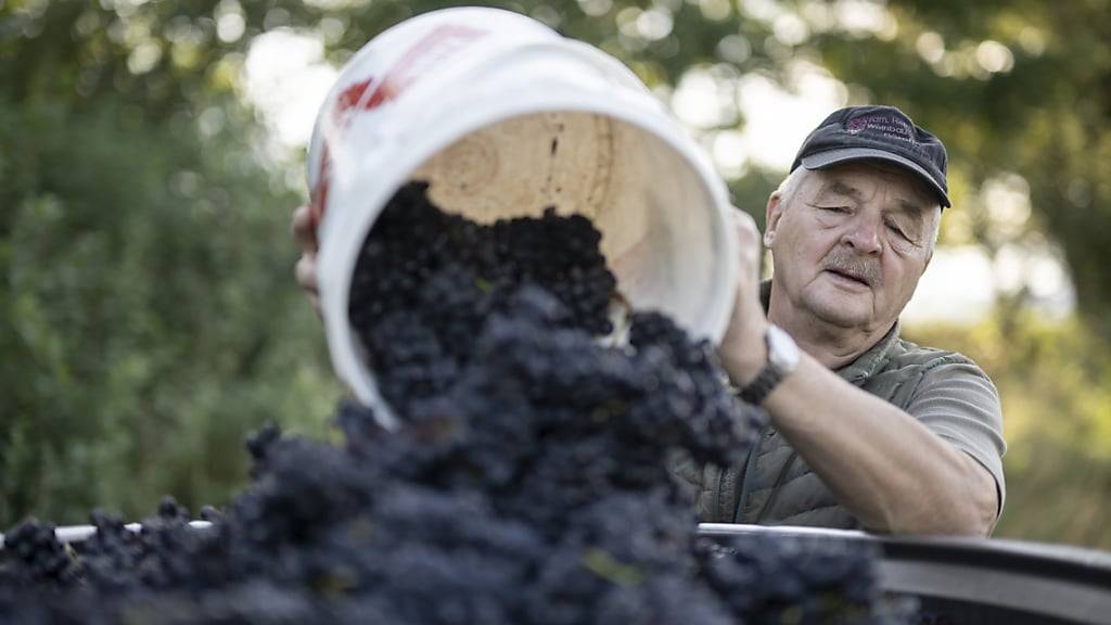 Eine Pflanzenkrankheit, Hagel und Hitzewellen vermiesten den Bündner Winzerinnen und Winzern das Rebjahr 2023. (Archivbild)