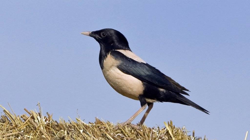 Der Rosenstar ist in der Schweiz ein äusserst seltener Gast. Gegenwärtig findet aber ein rekordverdächtiger Einflug dieser Vögel statt.