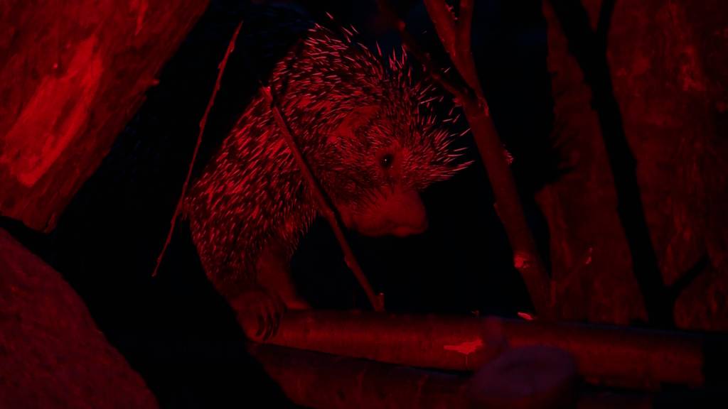 Junges Palawan Stachelschwein 