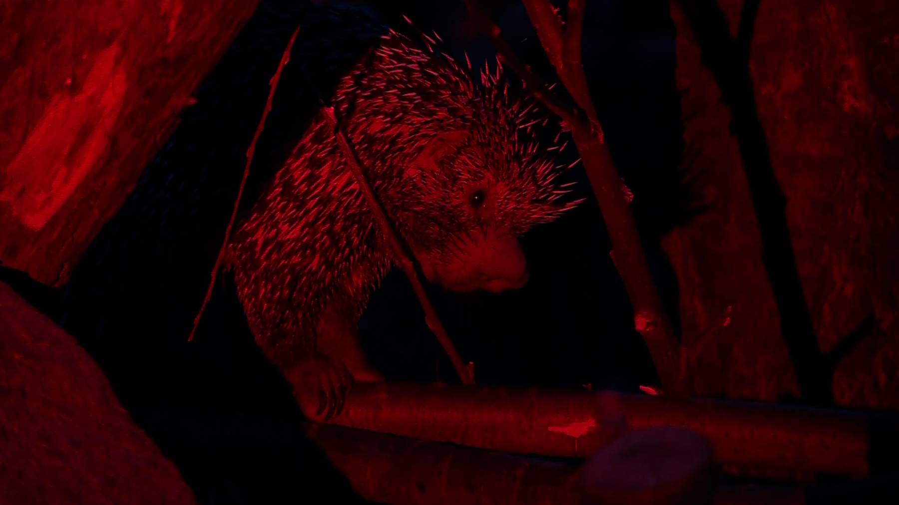 Junges Palawan Stachelschwein 