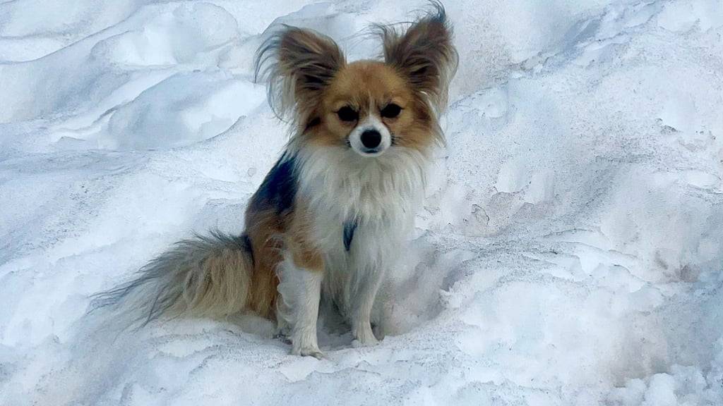 Der Chihuahua hat möglicherweise das Leben seines Herrchens gerettet.